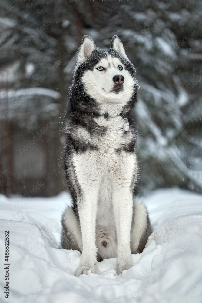 Siberian Husky dog, cute wolf in winter forest on snow.