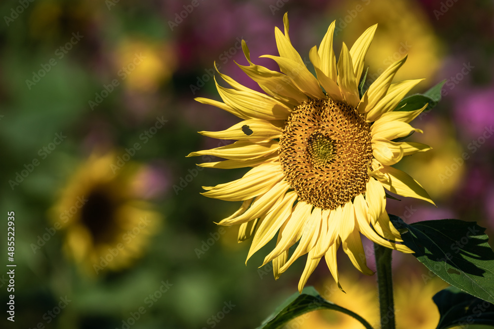 Naklejka premium ひまわりの花 夏のイメージ