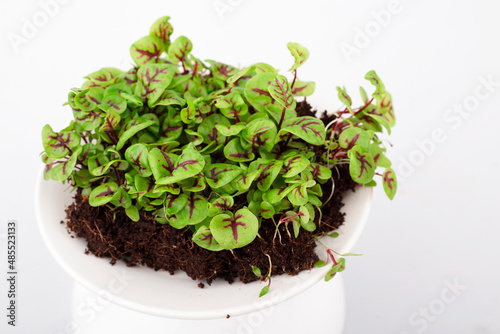 Microgreen sprouts in a plate on a light background