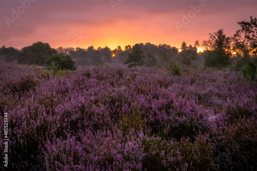 Beautiful purple heather during the sunrise in the Netherlands