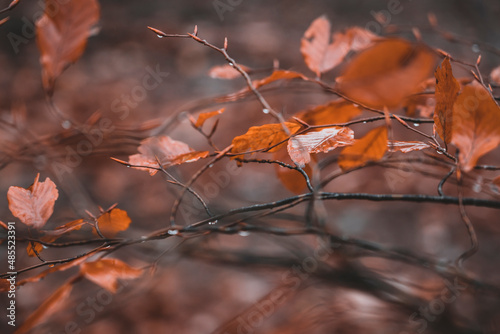 autumn leaves in the forest