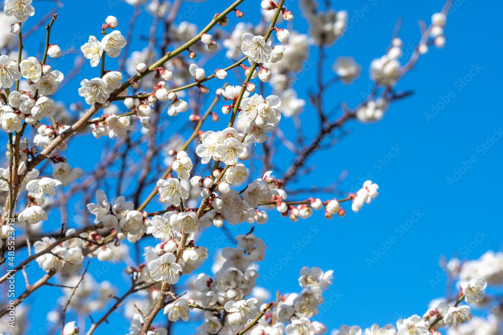 梅の花　初春イメージ