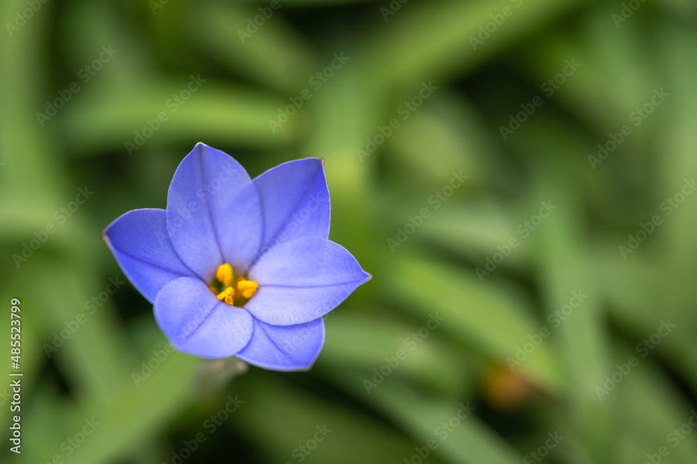 Fototapeta premium ハナニラの花 春のイメージ