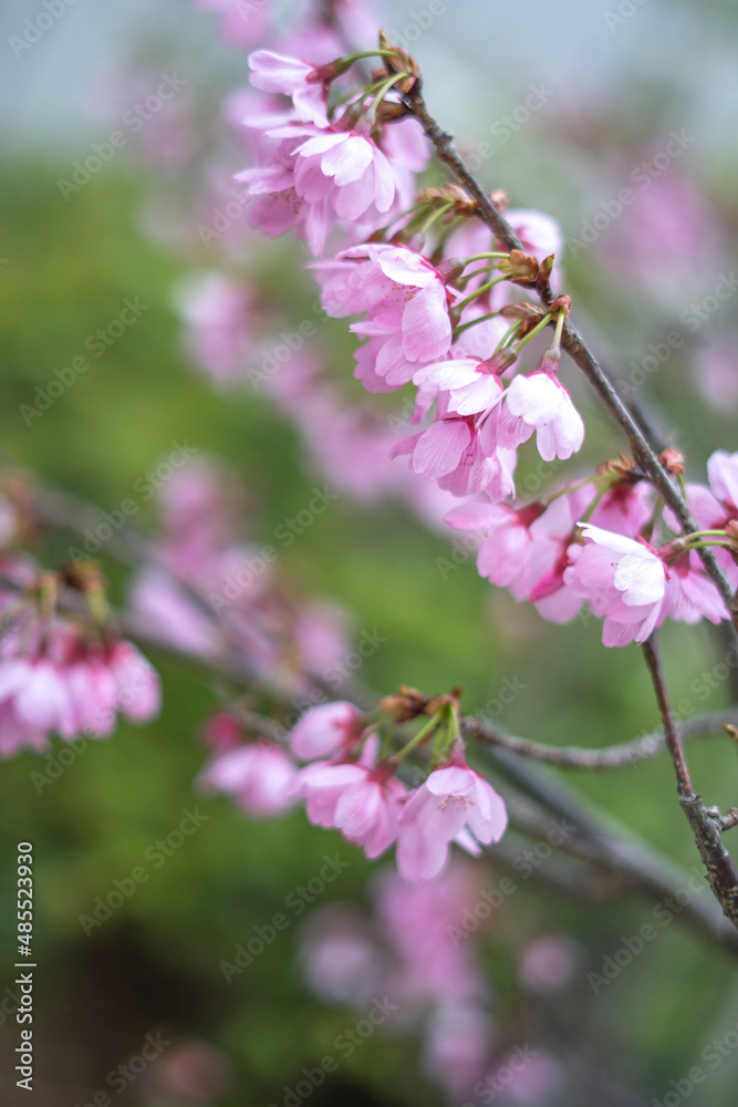 桜の花 春のイメージ 桜の花 春のイメージ