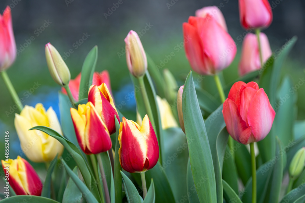 Obraz premium チューリップの花 春のイメージ