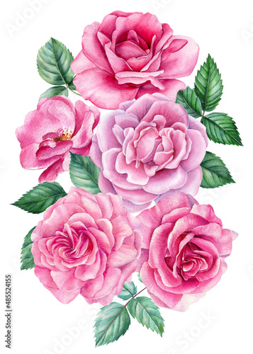 Pink Flowers, bouquet of roses, watercolor painting on a white background. floral design