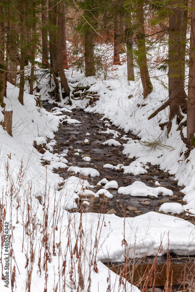 A torrent flows in the middle of the snowy forest. A stream flows through the snow in a softwood forest