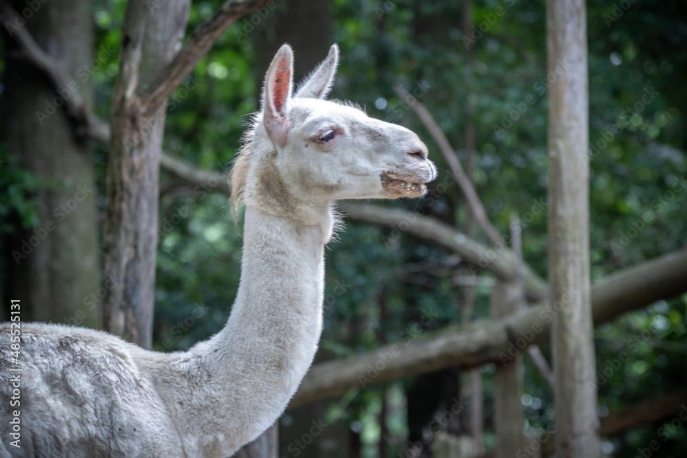Fototapeta premium リャマのポートレート