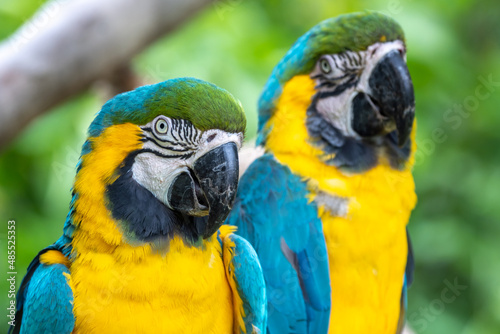 ルリコンゴウインコのポートレート