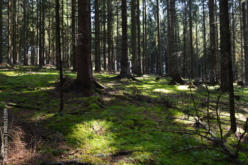 Fototapeta Naklejka Na Ścianę i Meble -  in the forest