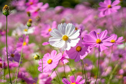 コスモスの花　秋のイメージ