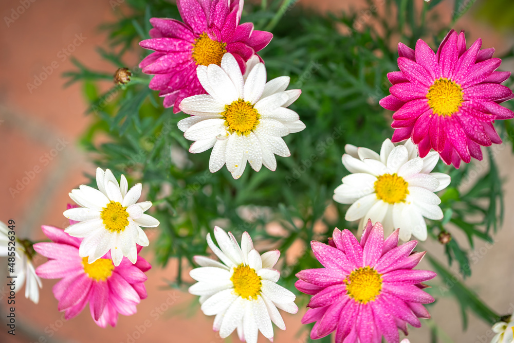 Fototapeta premium マーガレットの花