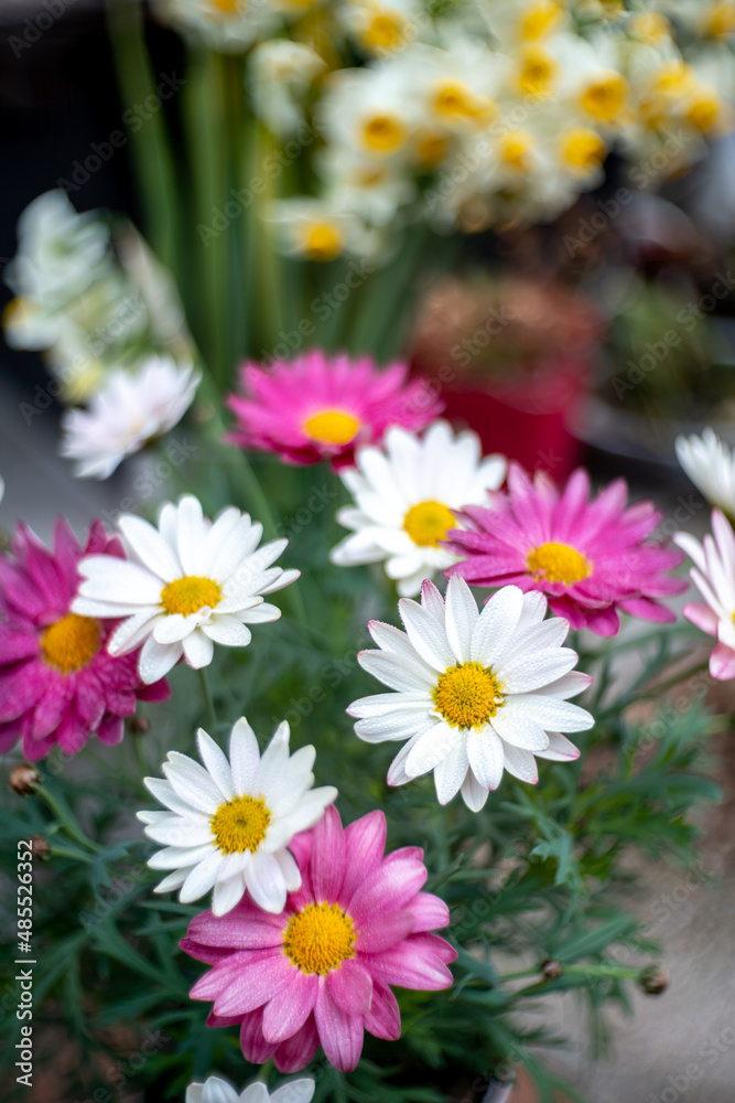Obraz premium マーガレットの花