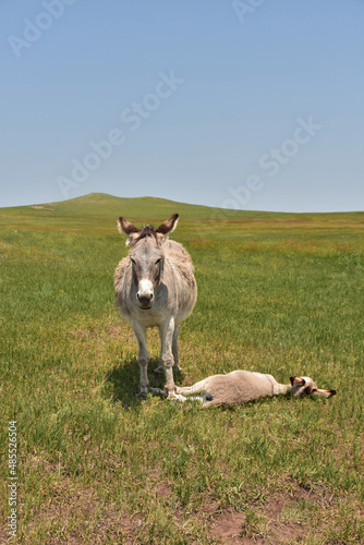 Burros Relaxing on a Hot Summer Day