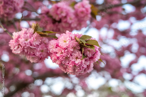 Kirschbaum mit Blüten im Frühling. photo