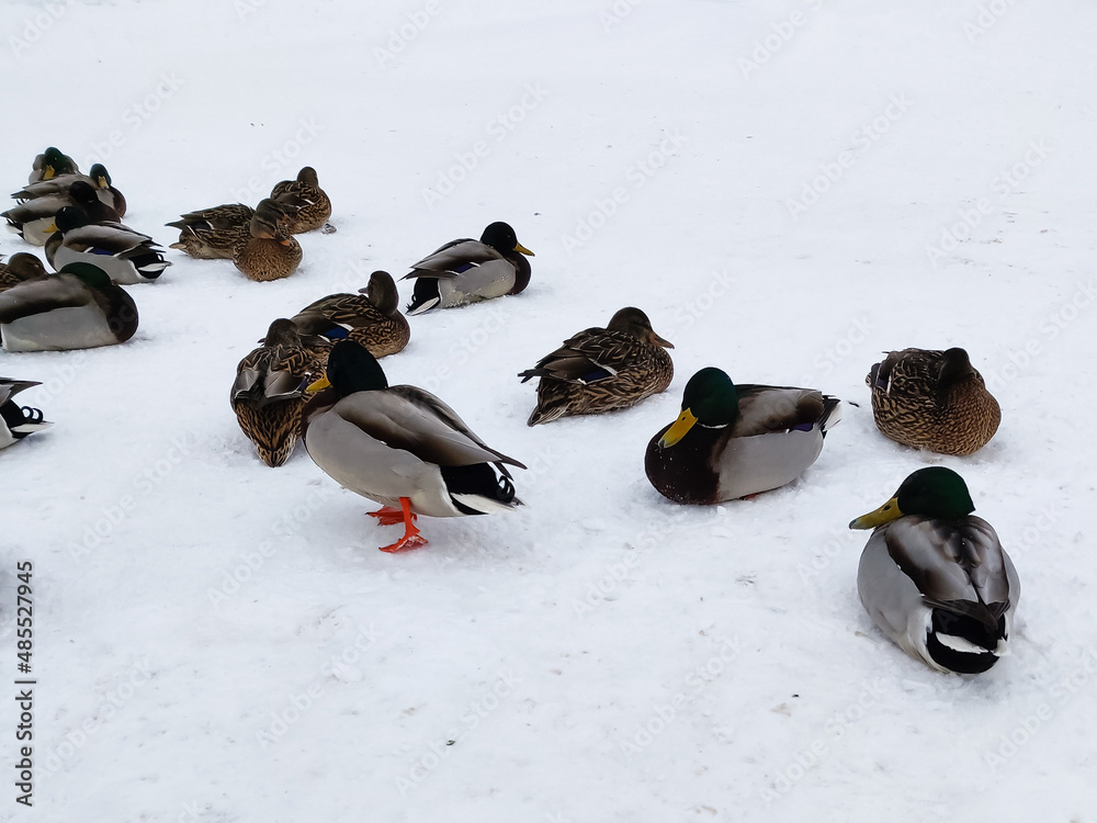 Fototapeta premium ducks and pigeons sit in the snow on the river bank