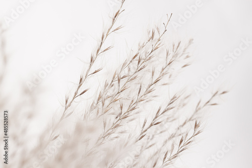 Cute tiny fluffy dried flowers with brown seeds beautiful branches on light background macro