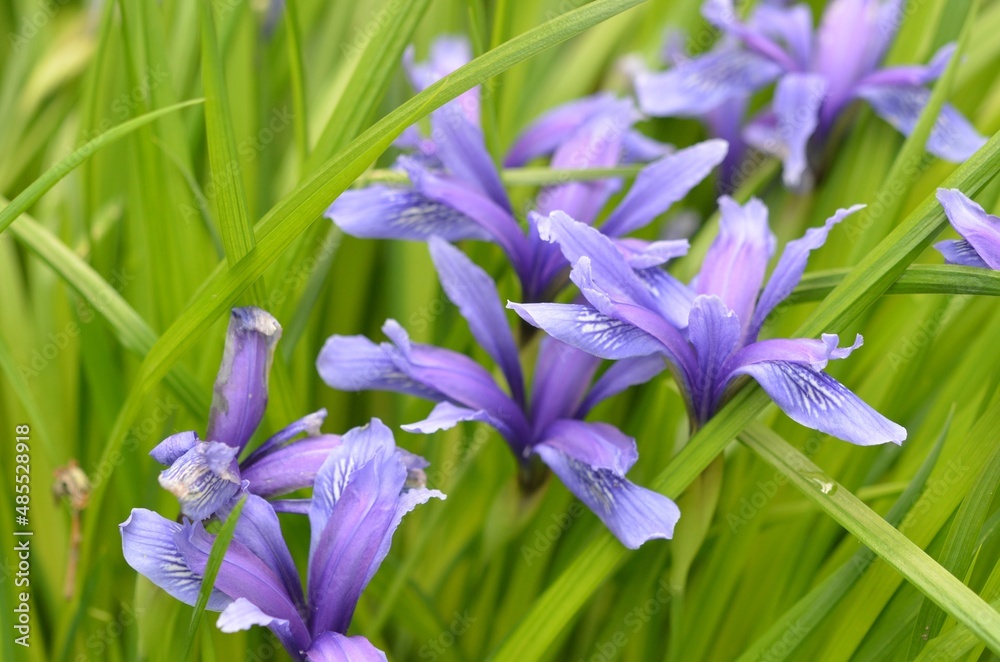 Blooming dwarf iris, scientific name Iris ruthenica subsp. brevituba Blooming dwarf iris, scientific name Iris ruthenica subsp. brevituba