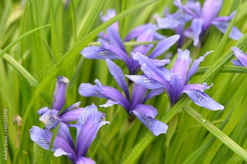 Blooming dwarf iris  scientific name Iris ruthenica subsp. brevituba