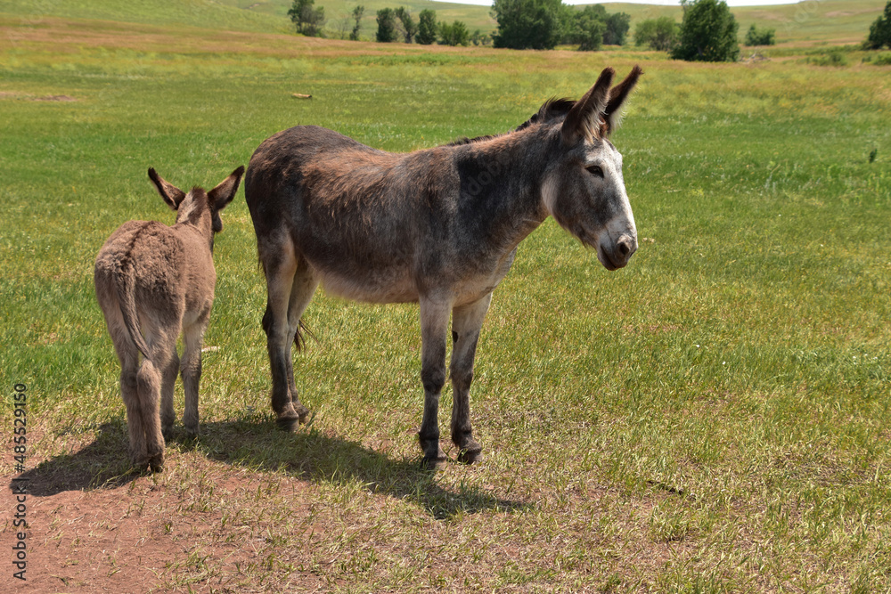 Mother and Baby Burros Standing Together in a Valley Mother and Baby Burros Standing Together in a Valley