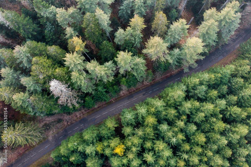 Une route coupe une forêt de sapin en deux morceaux Une route coupe une forêt de sapin en deux morceaux