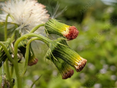 Sintrong plants (Crassocephalum crepidioides) grow wild in the tropical climate of Borneo photo