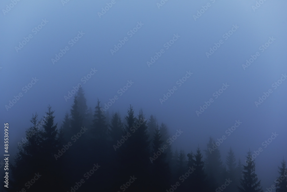 gloomy dark photo of dark silhouettes of firs in the fog.