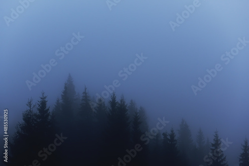 gloomy dark photo of dark silhouettes of firs in the fog.