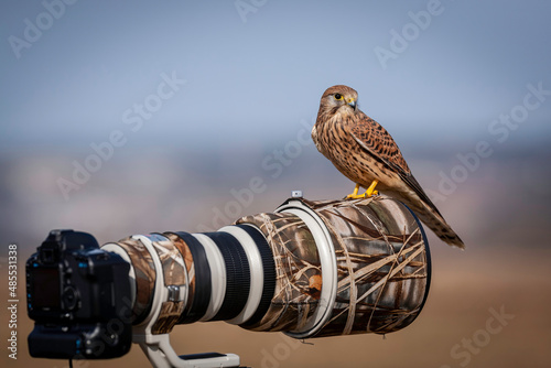 Wildlife photography photo