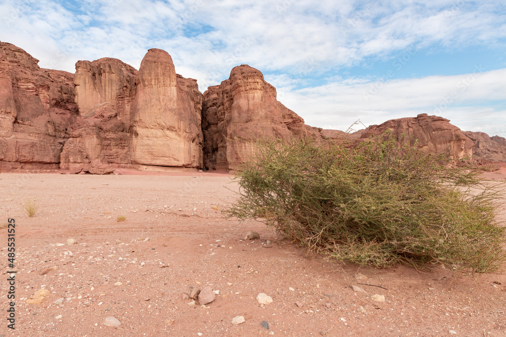 A lonely  bush grows in a stone desert in Timna National Park near Eilat, southern Israel.