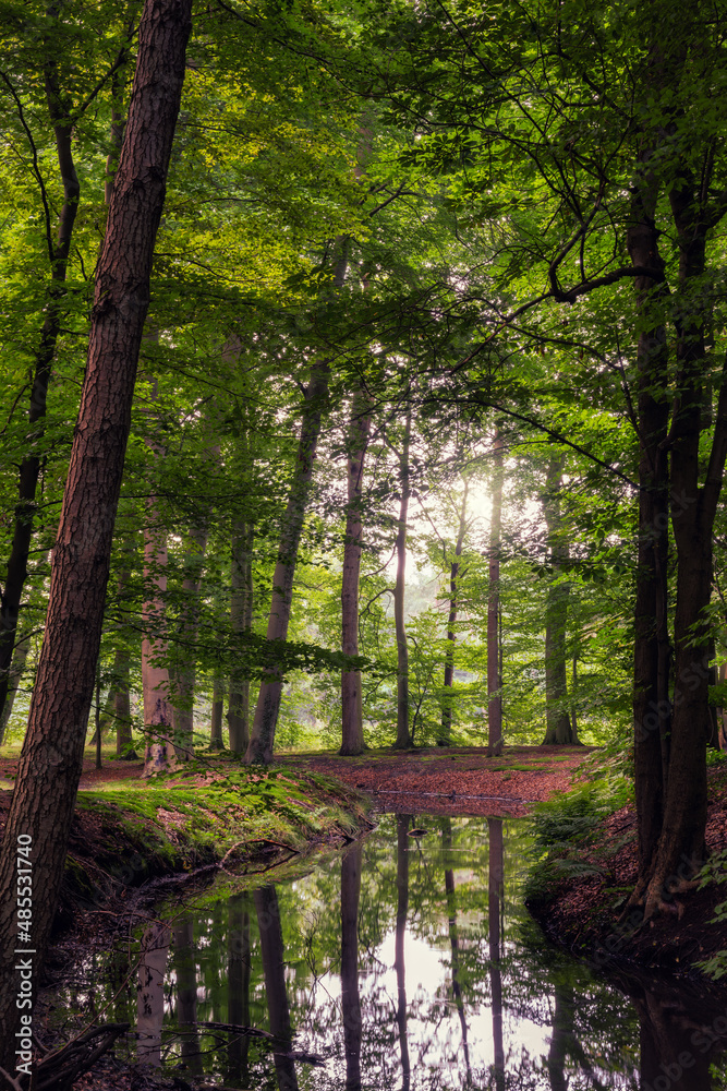 Fototapeta premium A stream runs through a forest with overhanging trees in the Netherlands