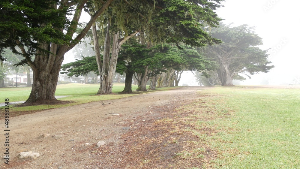 Coniferous cypress pines in fog, misty mysterious forest, woodland or grove. Row of trees in foggy rainy weather, calm haze in Monterey, California USA. Lace lichen moss hanging. Tunnel corridor path.