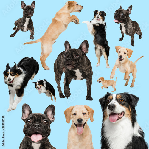 Cute doggies or pets looking happy isolated on blue background. Studio photoshots. Creative collage of different breeds of dogs. Flyer for your ad.
