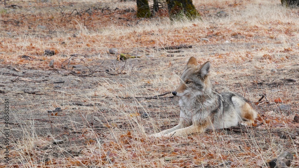 Wild furry wolf, gray coyote or grey coywolf, autumn forest glade ...