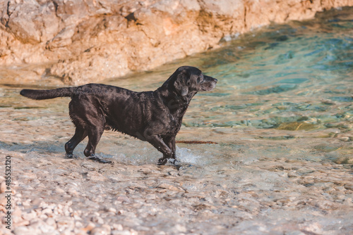 black wet labrador dog at rocky sea beach © phpetrunina14