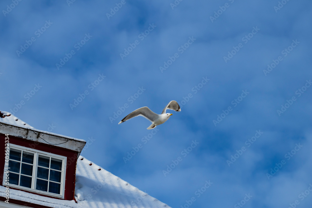 A white seagull bird flying over a snowy house roof during winter under a cloudy blue sky with copy space A white seagull bird flying over a snowy house roof during winter under a cloudy blue sky with copy space