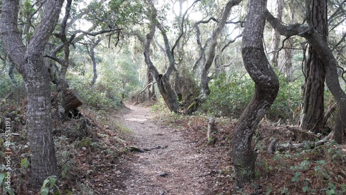 Path in live oak forest or woods, footpath trail or footway in old grove or woodland. Twisted gnarled oak trees branches and trunks. Lace lichen moss hanging. Point Lobos wilderness, California, USA.