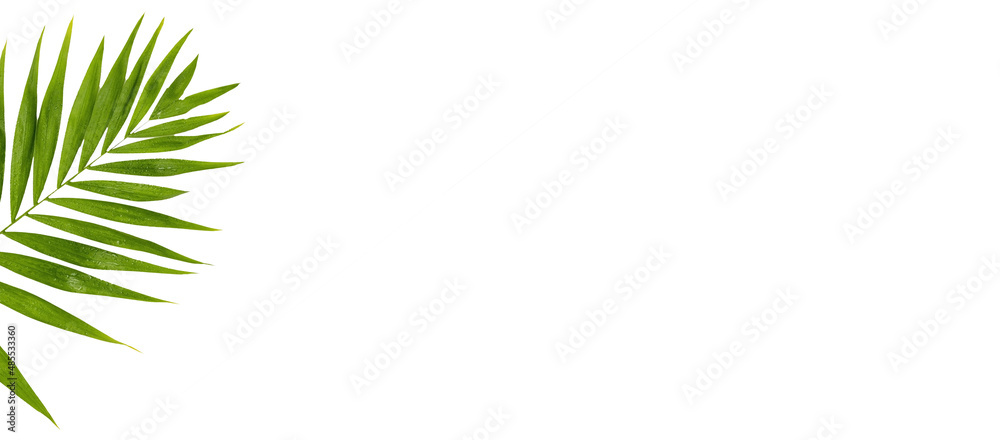 green leaf of palm tree on isolated white background. eco friendly cosmetology product. copy space green leaf of palm tree on isolated white background. eco friendly cosmetology product. copy space