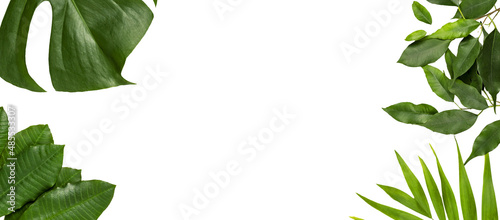 nature green leaves isolated on white background