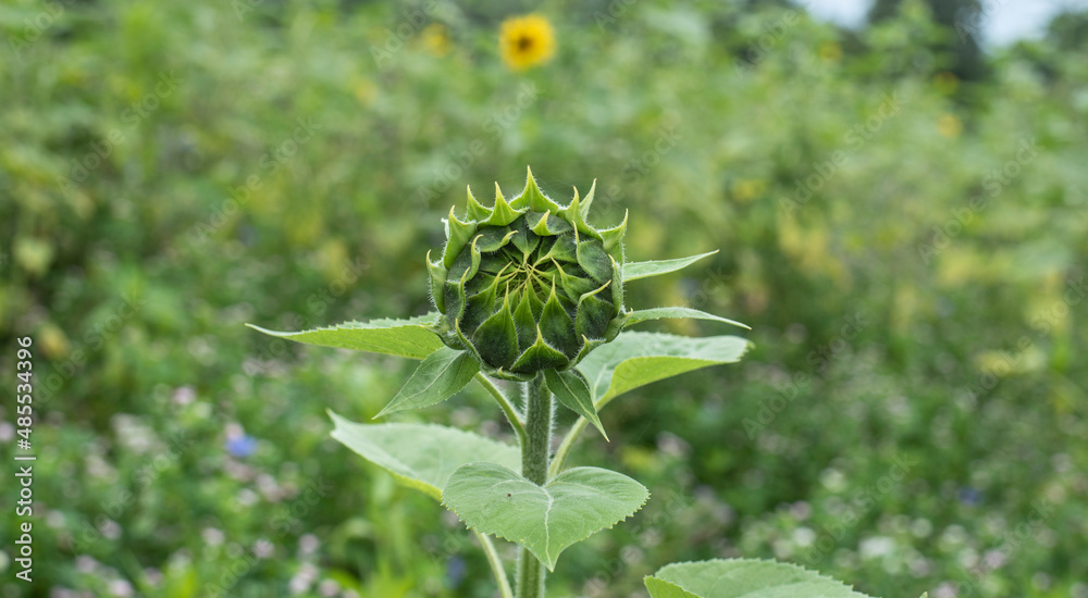 Fototapeta premium the hairy green bud of a sunflower
