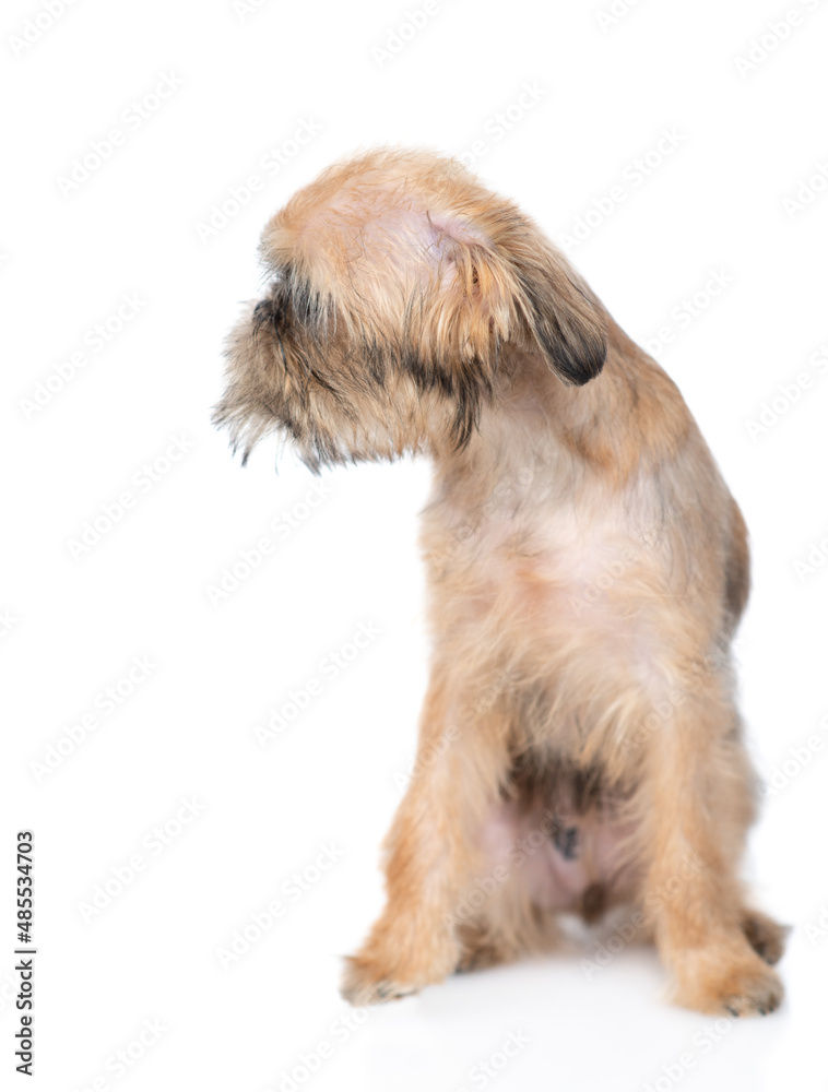 Brussels Griffon puppy sitting and looking away on empty space. isolated on white background Brussels Griffon puppy sitting and looking away on empty space. isolated on white background