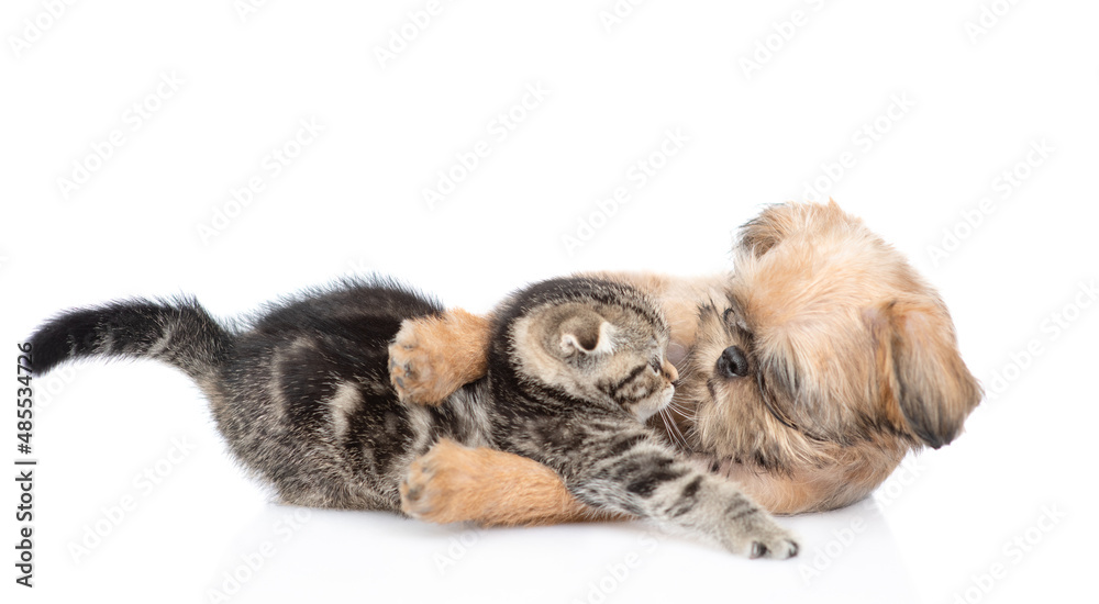 Playful friendly Brussels Griffon puppy hugs and tiny tabby fold kitten. Isolated on white background Playful friendly Brussels Griffon puppy hugs and tiny tabby fold kitten. Isolated on white background