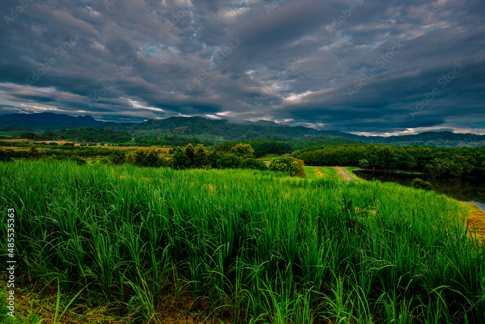 panoramic background of high mountain scenery, overlooking the atmosphere of the sea, trees and wind blowing in a cool blur, spontaneous beauty