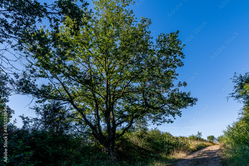 Obraz premium Arbre majestueux au bord d'un chemin par une belle matinée d’été avec son feuillage reflétant la lumière du soleil