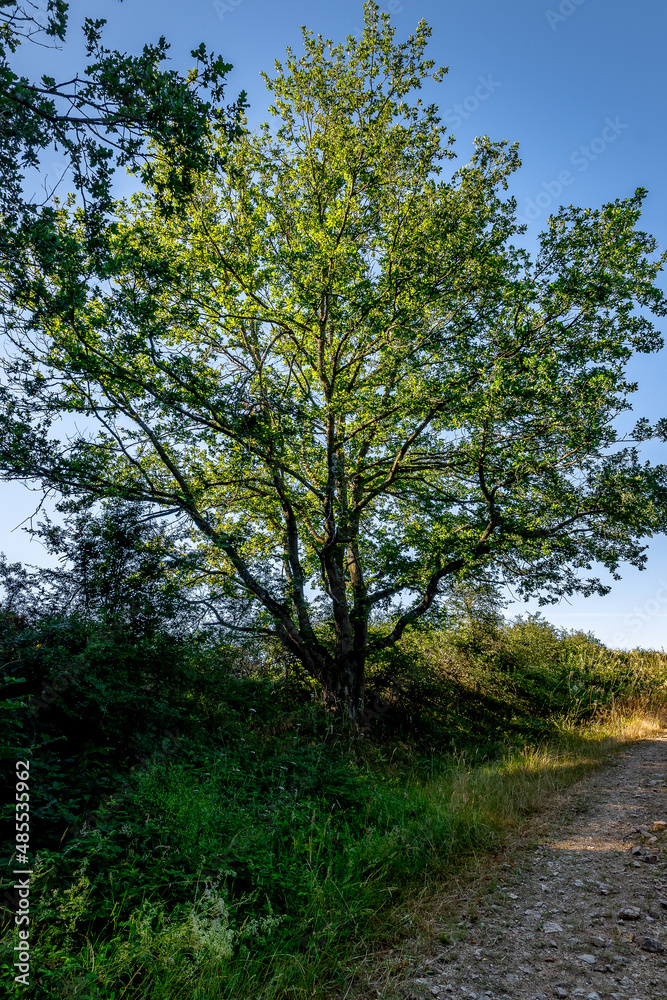 Superbe arbre en bordure de chemin avec son feuillage éclairée par les rayons au lever du soleil