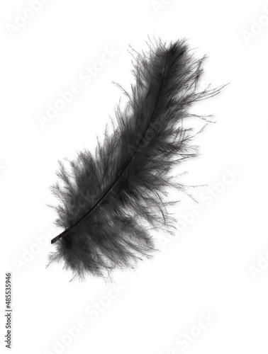 black feather on white background