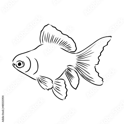 goldfish , hand drawing, vector illustration isolated on white background aquarium fish vector
