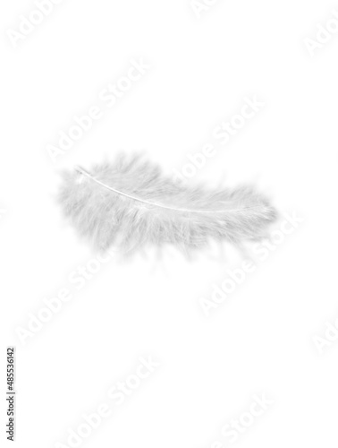 White feather on black background