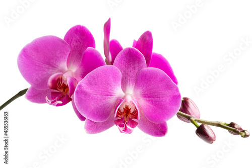 branch of a blooming pink orchid close-up on a white background