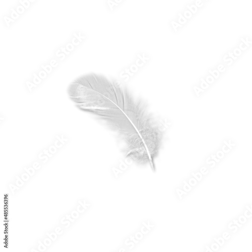 Falling white bird feathers, swan feather